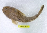 藏品(日本瞻星魚)的圖片